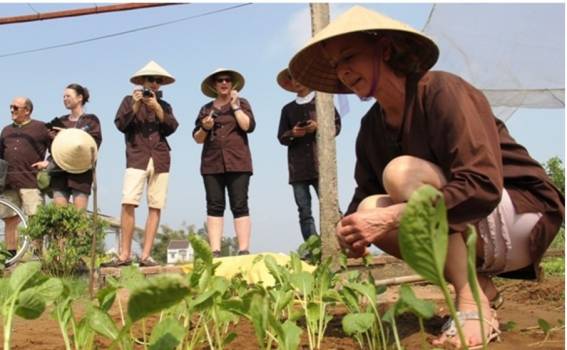 Làng rau Trà Quế - không chỉ cung cấp nông sản sạch mà còn phát triển du lịch