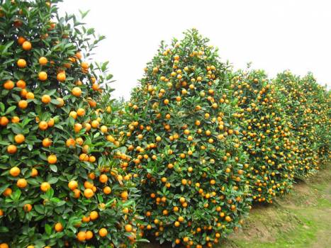 4st Cẩm Hà Kumquat festival, Hội An 2019