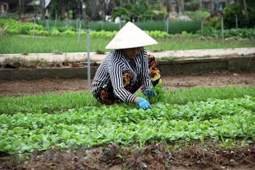 Làng rau Trà Quế - niềm tự hào của người dân phố cổ Hội An