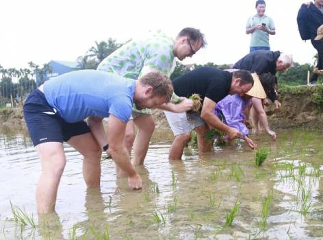 Khách Tây thích thú xuống đồng cấy lúa cùng bà con nông dân ở Hội An