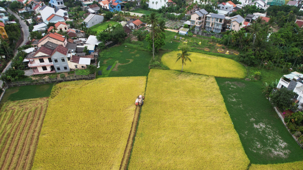 Có một mùa lúa chín vàng gây thương nhớ ở Hội An