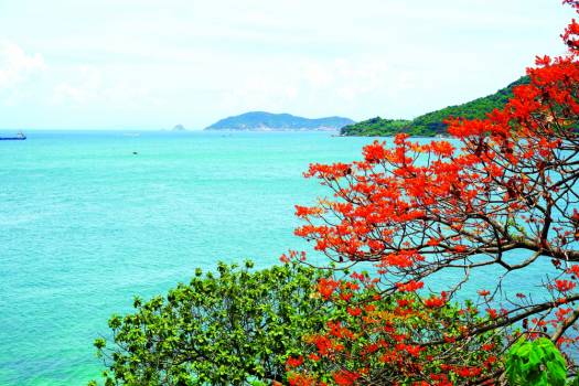 Đảo xanh mùa hoa ngô đồng nở