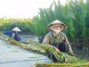 Explore the Bay Mau coconut forest