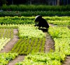 The Vegetable planting village of Tra Que