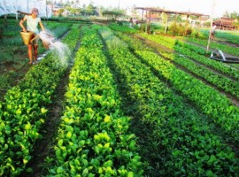 Lễ hội Cầu Bông - Làng Rau Trà Quế, Hội An